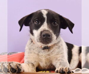 Border Collie-Unknown Mix Dogs for adoption in Sheridan, CO, USA