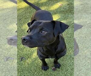 Mutt Dogs for adoption in Newton, NC, USA