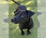 DALTON - Male Mutt Dog for Adoption - Small photo