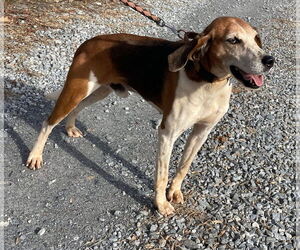 Alexander:  Not At the Shelter (Wendy) - Male Mutt Dog for Adoption - Photo #3