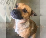 Small #7 Black Mouth Cur Mix