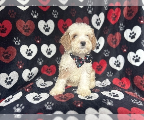Medium Photo #3 Cockapoo Puppy For Sale in LAKELAND, FL, USA