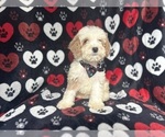 Small #2 Cockapoo