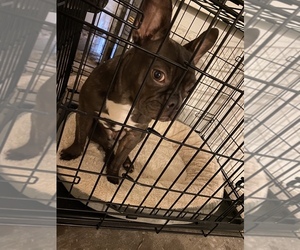 French Bulldog Puppy for sale in WEBSTER, TX, USA