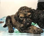 Small Photo #13 Poodle (Standard) Puppy For Sale in ELMWOOD, WI, USA