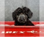Small #4 Aussiedoodle
