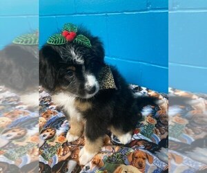 Miniature Australian Shepherd Puppy for sale in JACKSONVILLE, FL, USA