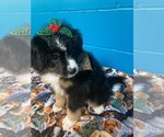 Small Photo #1 Miniature Australian Shepherd Puppy For Sale in JACKSONVILLE, FL, USA