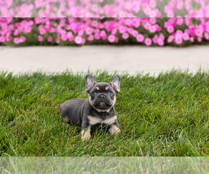 French Bulldog Puppy for sale in MILLERSBURG, IN, USA