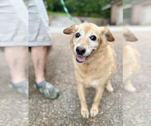 Labrador Retriever-Unknown Mix Dogs for adoption in Stratham, NH, USA