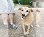 Small Labrador Retriever Mix
