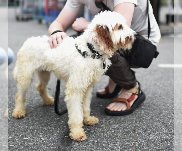 Medium Photo #2 Poodle (Standard) Puppy For Sale in Brooklyn, NY, USA