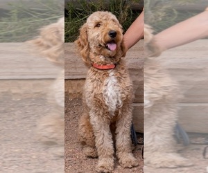 Mother of the Goldendoodle puppies born on 05/04/2025