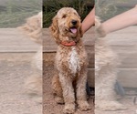 Small Photo #1 Goldendoodle Puppy For Sale in PLATTEVILLE, CO, USA