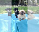 Small #6 Shih Tzu