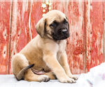 Small #11 Mastiff