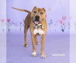 BYRON LEE - Male Mutt Dog for Adoption - Small photo