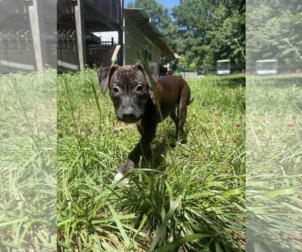 Medium Photo #8 Staffordshire Bull Terrier-Unknown Mix Puppy For Sale in Holly Springs, NC, USA