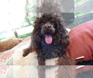 Poodle (Toy) Puppy for sale in DULUTH, GA, USA