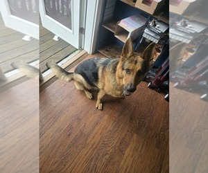 Mother of the German Shepherd Dog puppies born on 12/23/2025