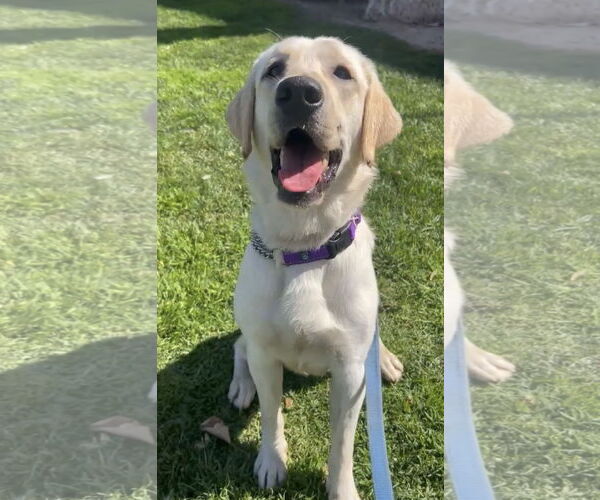 Medium Photo #1 Labrador Retriever Puppy For Sale in San Diego, CA, USA