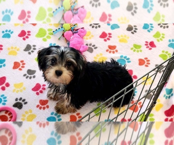 Medium Photo #5 Yorkshire Terrier Puppy For Sale in ORO VALLEY, AZ, USA
