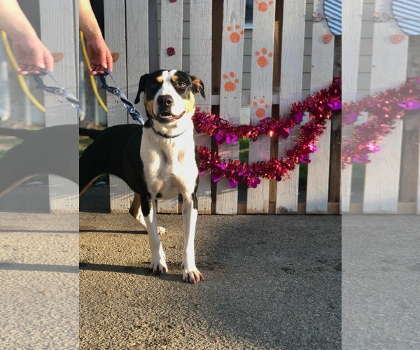 Medium Photo #8 Bernese Mountain Dog-Unknown Mix Puppy For Sale in Orangeburg, SC, USA
