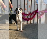 Small #7 Bernese Mountain Dog Mix