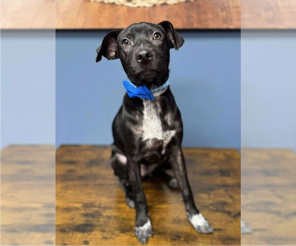 Medium Photo #1 Beagle-Staffordshire Bull Terrier Mix Puppy For Sale in Lakewood, CO, USA