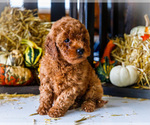 Small Photo #49 Goldendoodle-Poodle (Miniature) Mix Puppy For Sale in WAKARUSA, IN, USA