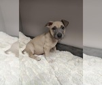 Small American Pit Bull Terrier-Labrador Retriever Mix