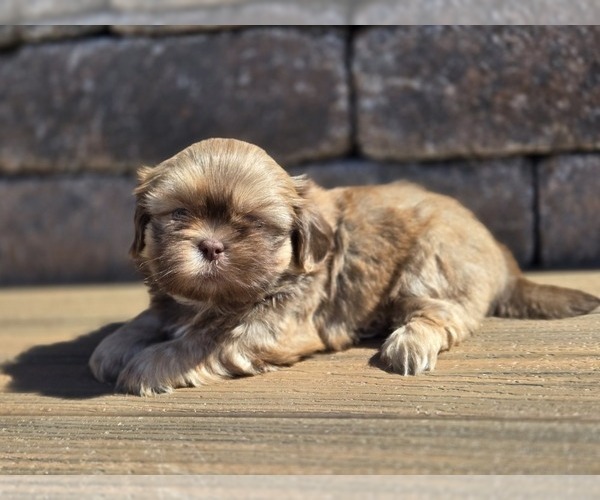 Medium Photo #2 Shih Tzu Puppy For Sale in CARLYLE, IL, USA
