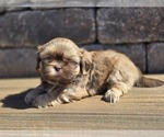Small #1 Shih Tzu