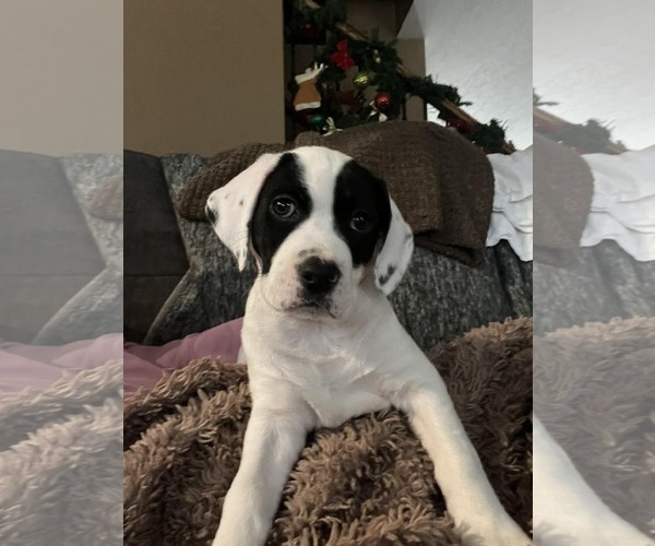 Medium Photo #2 Mutt Puppy For Sale in Germantown, OH, USA