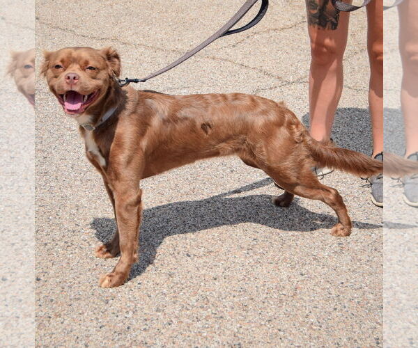 Medium Photo #3 Labany Puppy For Sale in Huntley, IL, USA