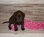Small Photo #4 Labrador Retriever Puppy For Sale in GREENWOOD, WI, USA