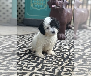 Bernedoodle (Miniature) Puppy for Sale in LOUISA, Virginia USA