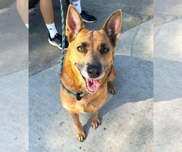 Medium Photo #3 Mutt Puppy For Sale in Newport Beach, CA, USA