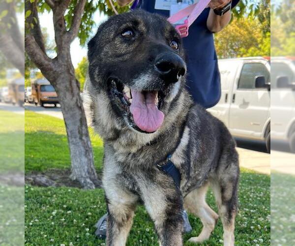 Medium Photo #2 German Shepherd Dog Puppy For Sale in Alameda, CA, USA