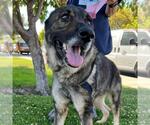 Small #1 German Shepherd Dog