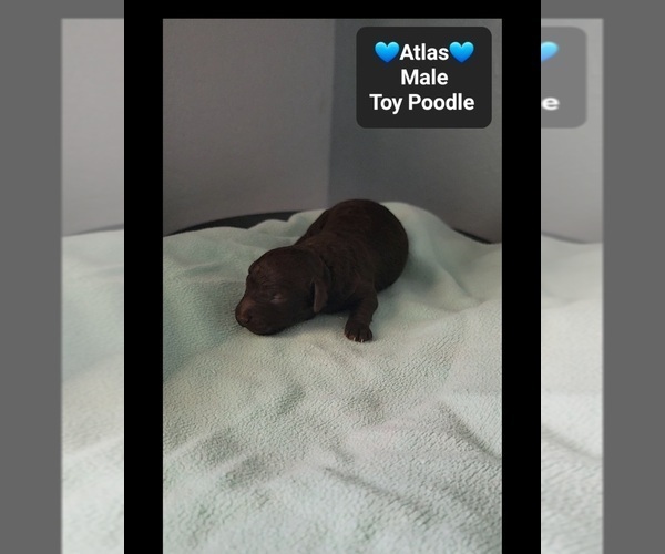 Medium Photo #2 Poodle (Toy) Puppy For Sale in TUCSON, AZ, USA