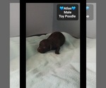 Small #1 Poodle (Toy)