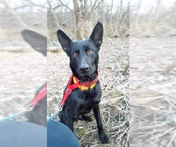 Medium Photo #16 German Shepherd Dog Puppy For Sale in Kansas City, MO, USA