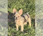 Puppy Cartagena French Bulldog