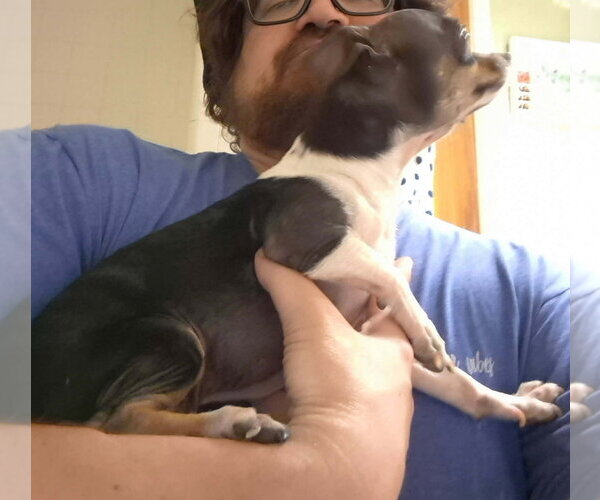 Medium Photo #2 Chihuahua-Unknown Mix Puppy For Sale in Grafton, WI, USA