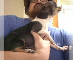 Small #1 Chihuahua Mix