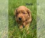 Small #7 Goldendoodle (Miniature)
