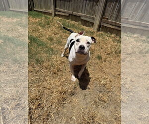 American Bulldog Dogs for adoption in Jackson, MS, USA