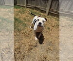Small American Bulldog