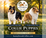 Image preview for Ad Listing. Nickname: Collie Pup